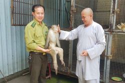 Tận mục 'Tôn Ngộ Không' quý hiếm 'đại náo' chùa ở TP. HCM