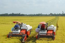 Tìm vốn cho đề án 1 triệu ha lúa chất lượng cao