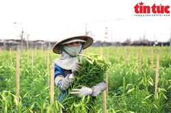 Người dân Tây Tựu tất bật thu hoạch hoa loa kèn