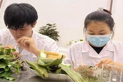Kem bôi da từ dịch chiết lá mã đề, rau má: Sản phẩm sáng tạo của học sinh Trường THPT Việt Bắc