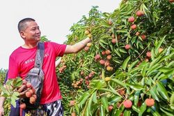 Bắc Giang: Chuẩn bị kỹ lưỡng cho công tác sản xuất, xúc tiến và tiêu thụ vải thiều