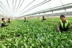 Giảm thuế các Quỹ tín dụng nhân dân để hợp tác xã dễ tiếp cận nguồn vay