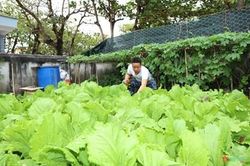 Những vườn rau xanh nơi đảo xa