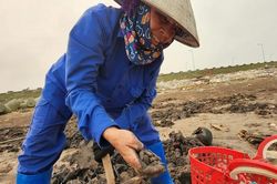 Vất vả nghề còng lưng đi mót 'lộc' biển ở Nam Định