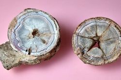 Phát hiện trứng khủng long 60 triệu năm chứa 'báu vật' khó tưởng