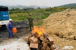 Lào Cai: Tiêu hủy gần 400kg viên trà đường đen không có xuất xứ