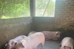 Giá heo hơi ngày 8/4/2023: Cao nhất đạt 52.000 đồng/kg