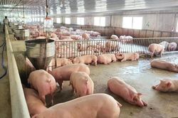 Giá lợn hơi ngày 8/4: Duy trì biên độ thấp