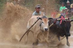 Cuộc đua của những chú bò ở Indonesia