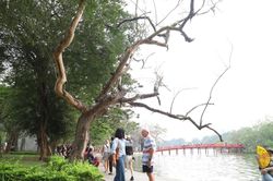 Sẽ chặt hạ 3 cây sưa chết khô ở hồ Hoàn Kiếm vào ngày 18/4