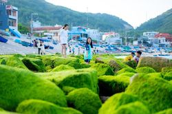 Ngỡ ngàng trước vẻ đẹp mùa rêu biển ở Bình Định