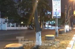 Loạt cau vua cổ thụ giữa Thủ đô bị đốn hạ trong đêm