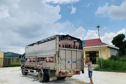 Giá heo hơi ngày 9/4/2023: Biến động 1.000 - 3.000 đồng/kg