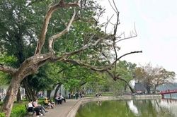 Hà Nội: Sẽ thực hiện chặt hạ 3 cây sưa bị chết vào ngày 18/4