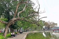 Sẽ chặt hạ 3 cây sưa chết bên hồ Hoàn Kiếm, đề nghị Sở Xây dựng bảo quản gỗ