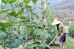 Liên kết sản xuất nông nghiệp ở Mường Chà