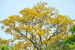 Ngất ngây với mùa hoa lim xẹt trên bán đảo Sơn Trà