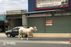 Thả rông gia súc trên đường, mức phạt còn quá thấp