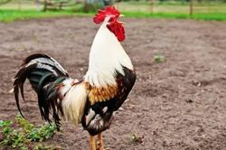 Luật mới của Pháp sẽ giải quyết các khiếu nại về tiếng ồn ở nông thôn