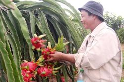 Lâm Đồng: Cấp mã số vùng trồng cây thanh long