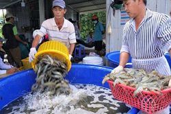 Nâng tầm chuỗi giá trị ngành tôm Việt Nam
