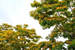 Mùa hoa sưa bung nở nhuộm vàng phố ở Tam Kỳ xứ Quảng