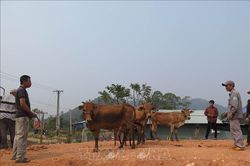 Kon Tum: Hỗ trợ cho các hộ dân vùng biên phát triển kinh tế