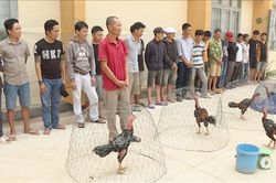 Triệt phá trường đá gà ăn tiền quy mô lớn ở Đắk Lắk