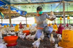 Thế giới ghi nhận ca tử vong vì chủng cúm gia cầm H3N8