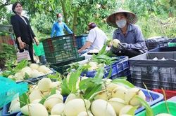 Nâng tầm lễ hội xoài Đồng Tháp