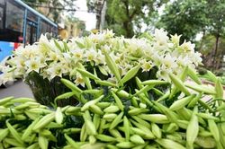 Hoa loa kèn đầu vụ hút khách, giá rẻ chưa từng có