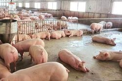 Giá lợn hơi ngày 13/4: Tăng nhẹ tại một số địa phương, cần tiếp tục gỡ khó cho thị trường