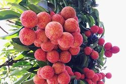 Vải thiều Lục Ngạn năm nay dự kiến đạt 98 nghìn tấn
