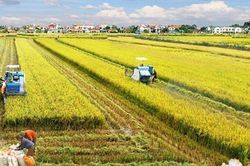 Tìm lời giải cho 4 nhóm vấn đề lương thực, thực phẩm cấp bách toàn cầu