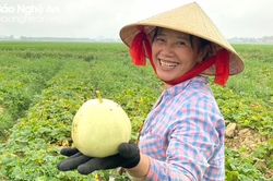 Nông dân Tân Kỳ phấn khởi vì dưa lê đầu vụ được mùa, được giá