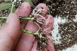 Tưới 1 thìa nước đường cho cây, điều kỳ diệu sẽ xảy ra, nhiều người tiếc hùi hụi vì bây giờ mới biết