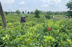 Bệnh khảm tấn công cây ớt