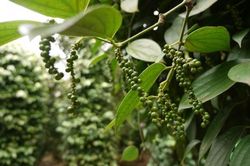 Giá tiêu hôm nay 16/4/2023, thị trường phản ứng trái chiều, đã đến chu kỳ tăng của tiêu Việt?