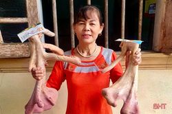 Cặp nhung hươu 'xưa nay hiếm' ở Hà Tĩnh