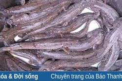 Cá còi kho lá găng