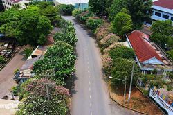 Hoa sứ đua nhau 'khoe sắc' trong lòng khu công nghiệp