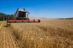 Thêm Hungary cấm nhập khẩu nông sản của Ukraine
