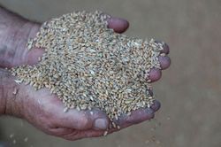 Một nước châu Âu khác tạm dừng nhập khẩu ngũ cốc Ukraine