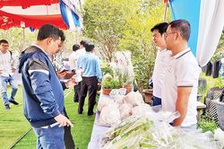 Đòn bẩy từ câu lạc bộ nông dân sản xuất, kinh doanh giỏi