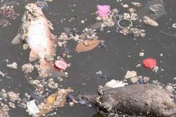 Cá chết trên kênh Nhiêu Lộc - Thị Nghè, người dân lo ngại nguồn nước ô nhiễm
