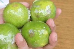 Bí quyết bảo quản chanh tươi cả tháng không hỏng
