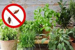 5 loại cây đuổi gián mạnh gấp 100 lần bình xịt một đi không quay lại, nhà nào cũng nên trồng 1 cây