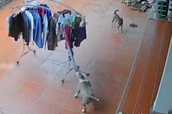 Đi vắng nhưng cây phơi đồ được kéo vào mái che cẩn thận lúc trời mưa, cả nhà ngỡ ngàng khi xem camera