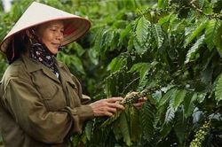 Câu chuyện chuyển đổi sang kinh tế tuần hoàn của Nestlé Việt Nam