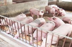 Giá lợn hơi ngày 17/4: Đi ngang trên diện rộng